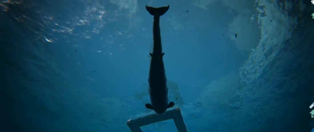 方舟生存进化龙王鲸怎么驯服